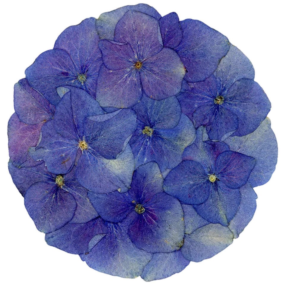 Un hortensia bleu pressé, ses fleurs posées en cercle